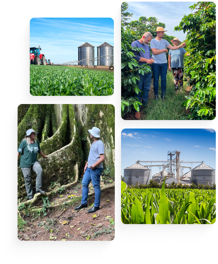 Folha de Louro - Sobre