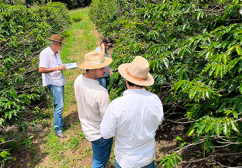 Folha de Louro - Galeria 12