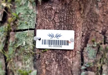 Folha de Louro - Galeria 07