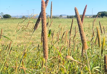 Folha de Louro - Galeria 06
