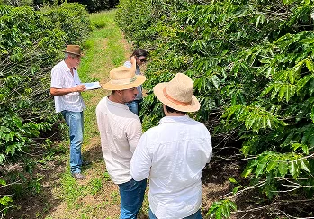 Folha de Louro - Galeria 12